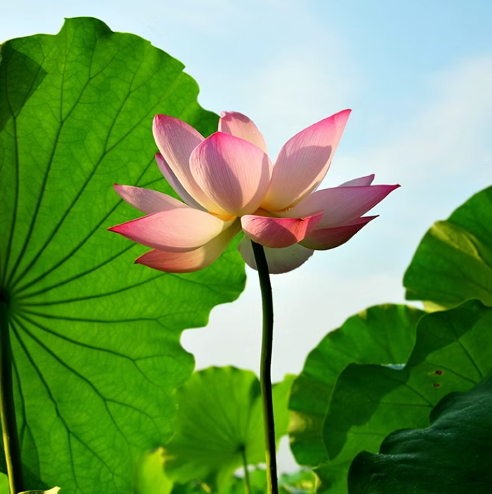 Pink lotus flower with green leaves against a clear blue sky